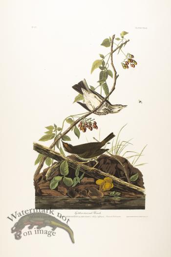 Golden Crowned Thrush